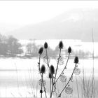 Weiße Weihnacht am See