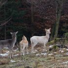 "Weisse Weihnachten"...