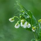 Weiße Wickenblüte