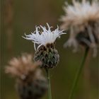 Weiße Wiesen-Flockenblume (Centaurea jacea)....