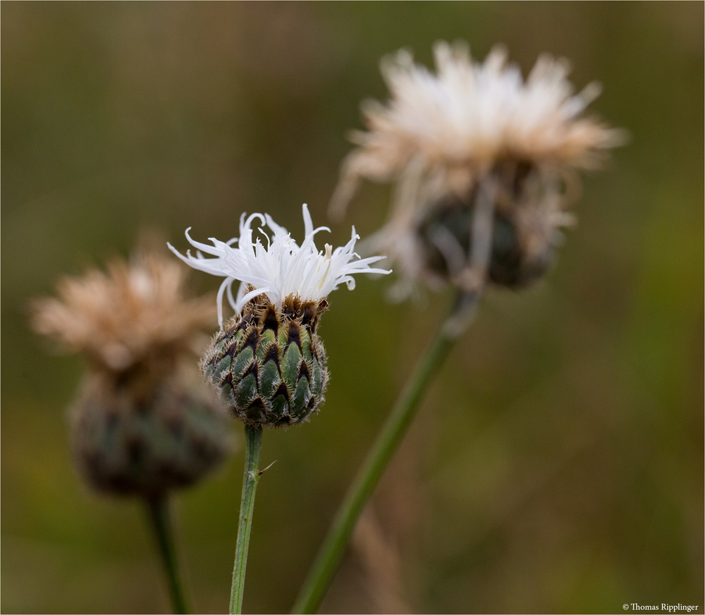 Weiße Wiesen-Flockenblume (Centaurea jacea)...