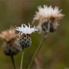 Weiße Wiesen-Flockenblume (Centaurea jacea)...