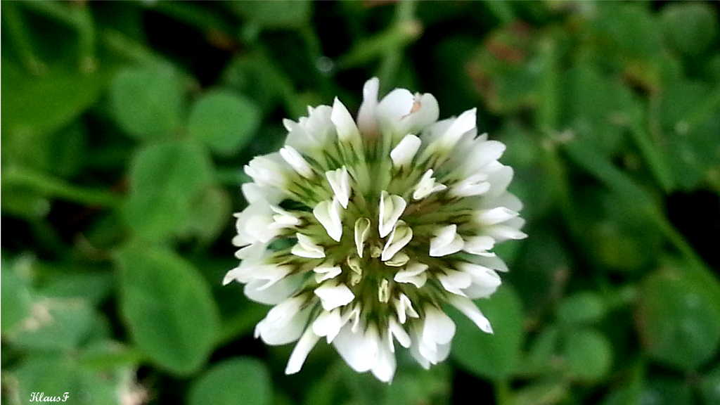 Weiße Wiesenblume