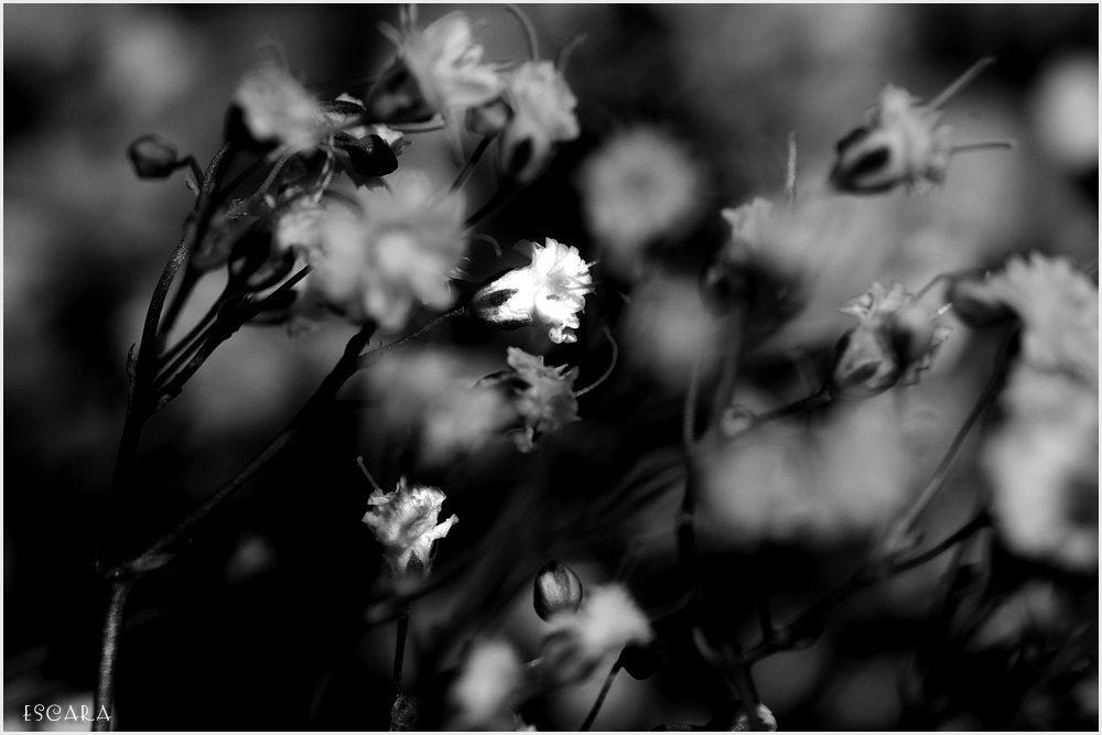 Weisse Wiesenblumen