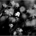 Weisse Wiesenblumen