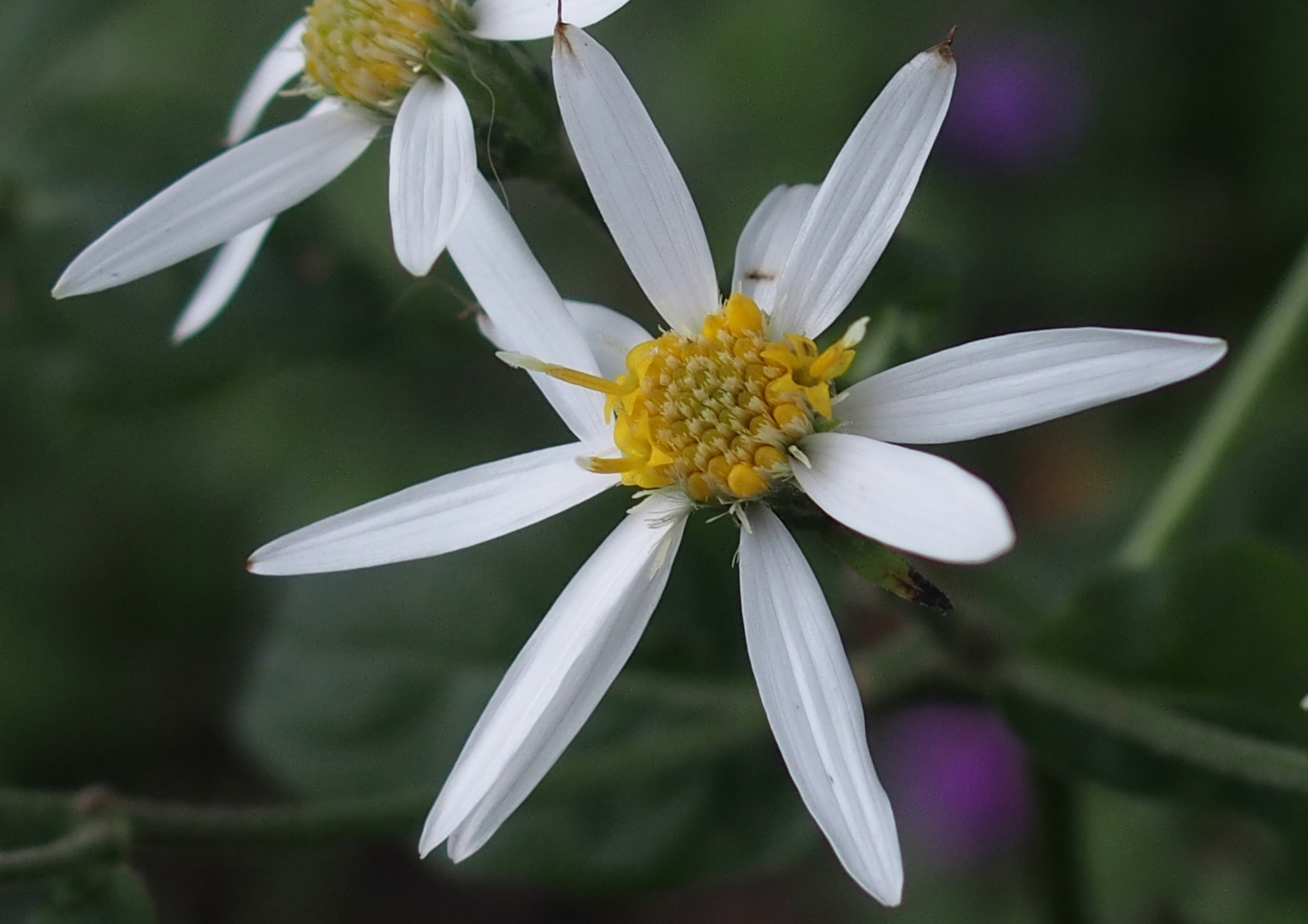 Weisse Wild-Aster 'Aster divaricatus'