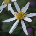 Weisse Wild-Aster 'Aster divaricatus'