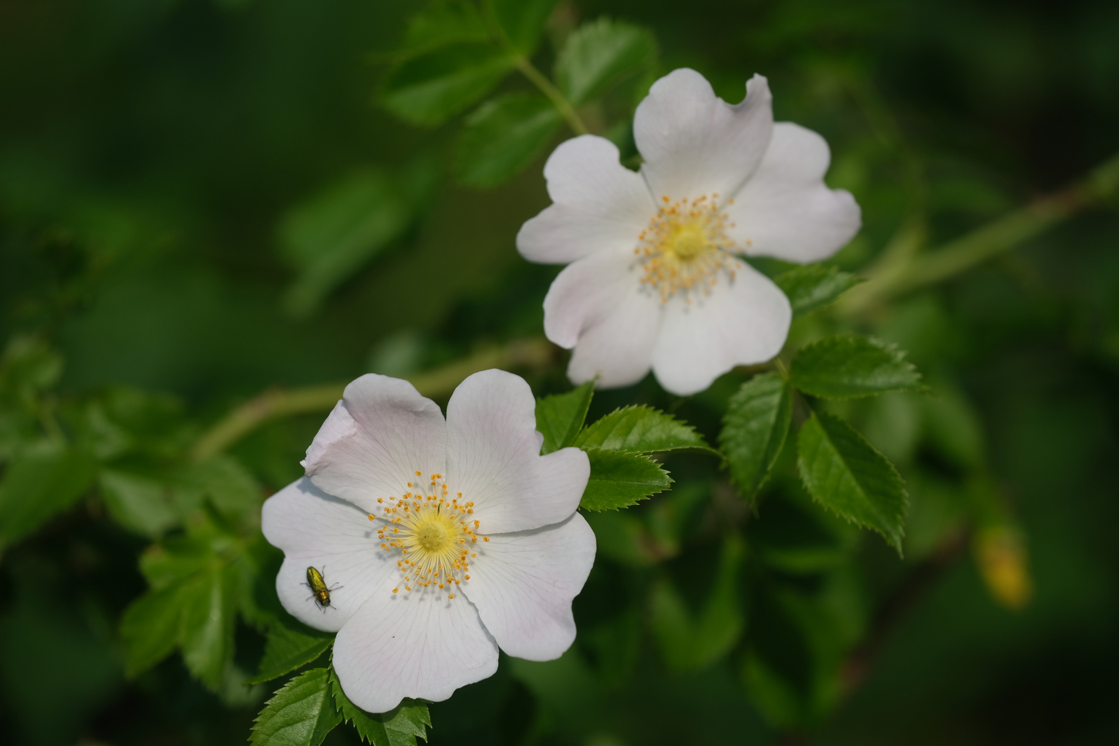 Weiße Wildrose