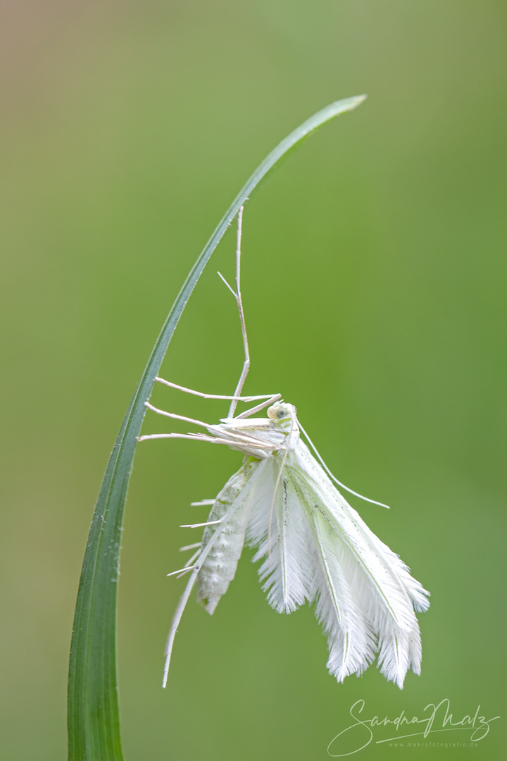  Weiße Winden-Federmotte (Pterophorus pentadactyla)