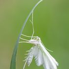  Weiße Winden-Federmotte (Pterophorus pentadactyla)