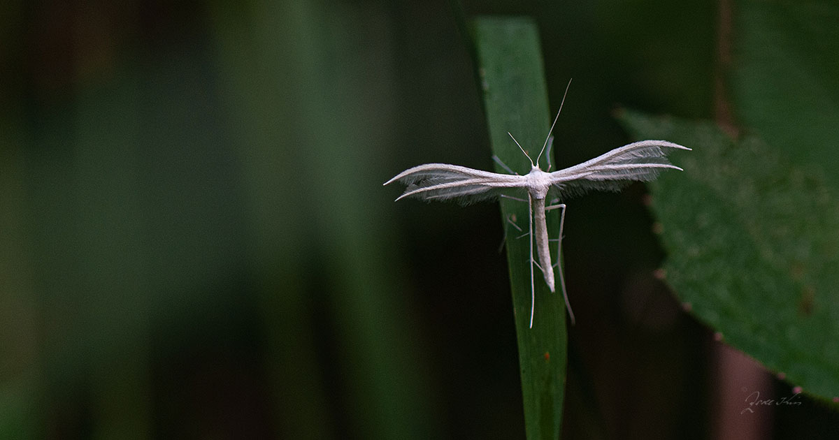  Weiße Winden-Federmotte (Pterophorus pentadactyla)