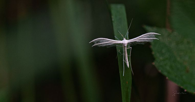 Weiße Winden-Federmotte (Pterophorus pentadactyla)