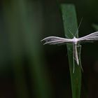  Weiße Winden-Federmotte (Pterophorus pentadactyla)