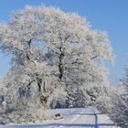 weiße winterwunderwelt