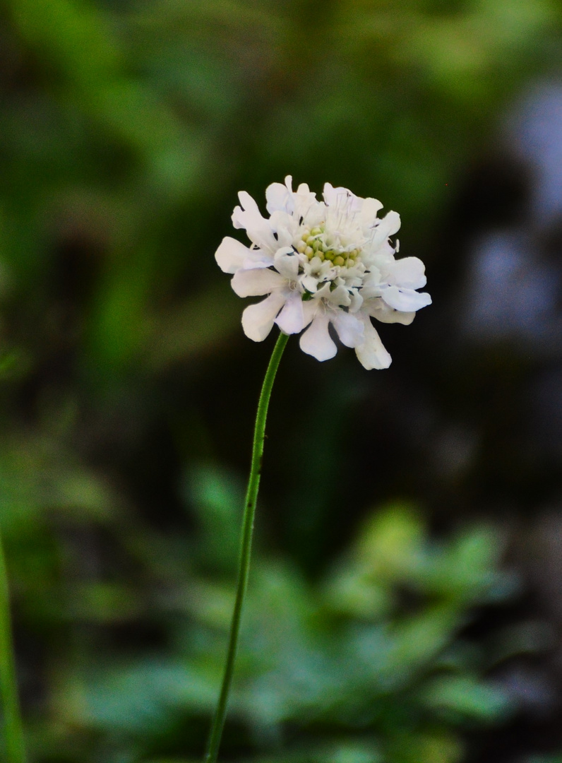 Weisse Witwenblume