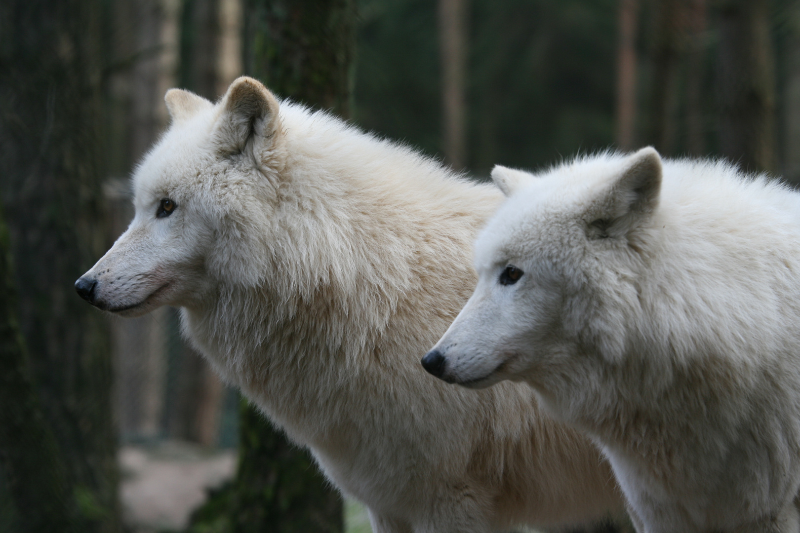 Weisse Wölfe Foto & Bild tiere, zoo, wildpark & falknerei, säugetiere