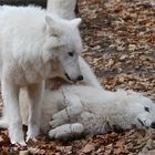 Weiße Wölfe im Wildpark Hanau, 23.11.2012 - Nachtrag nach 9/9, Rangkämpfchen im Rudel . . .