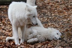 Weiße Wölfe im Wildpark Hanau, 23.11.2012 - Nachtrag nach 9/9, Rangkämpfchen im Rudel . . .