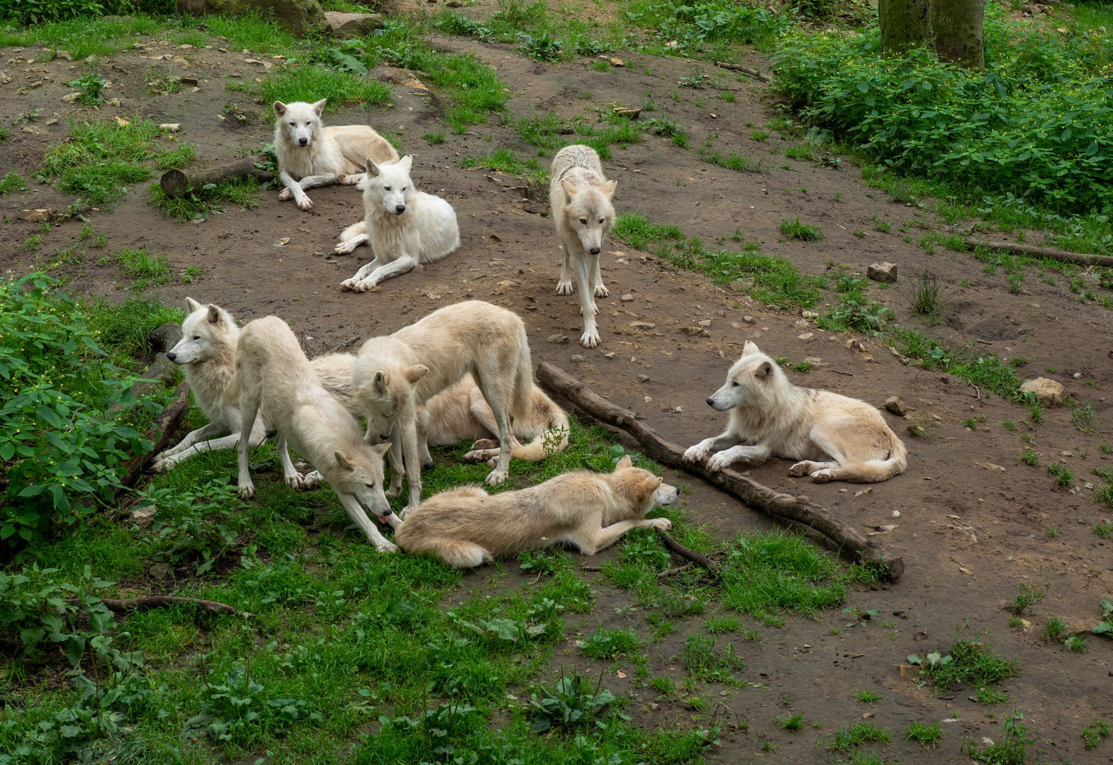 Weiße Wölfe in Osnabrück