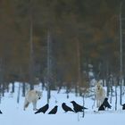 Weiße Wölfe nachts im Schnee