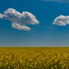 Weisse Wolken überm Raps (überarbeitet)