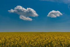 Weisse Wolken überm Raps (überarbeitet)