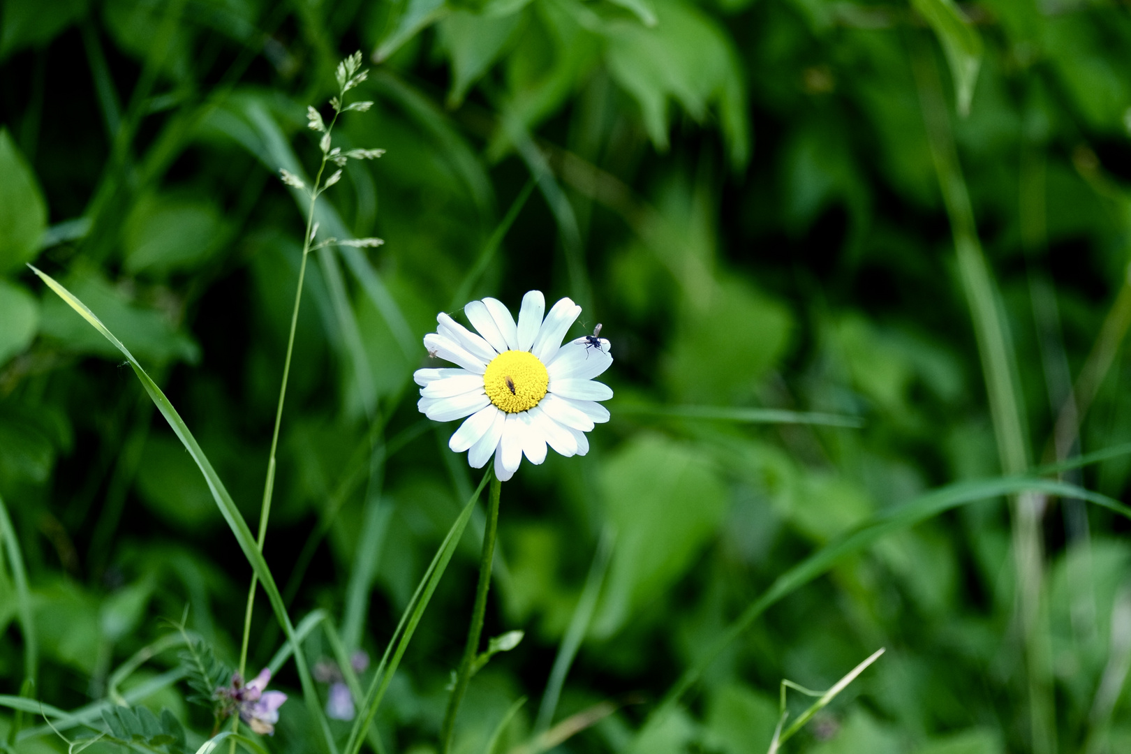 Weiße Wucherblume