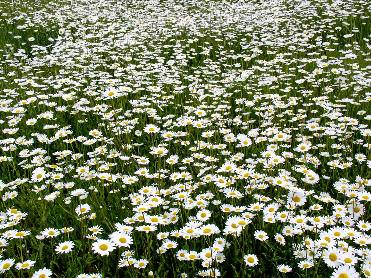 Weiße Wucherblume