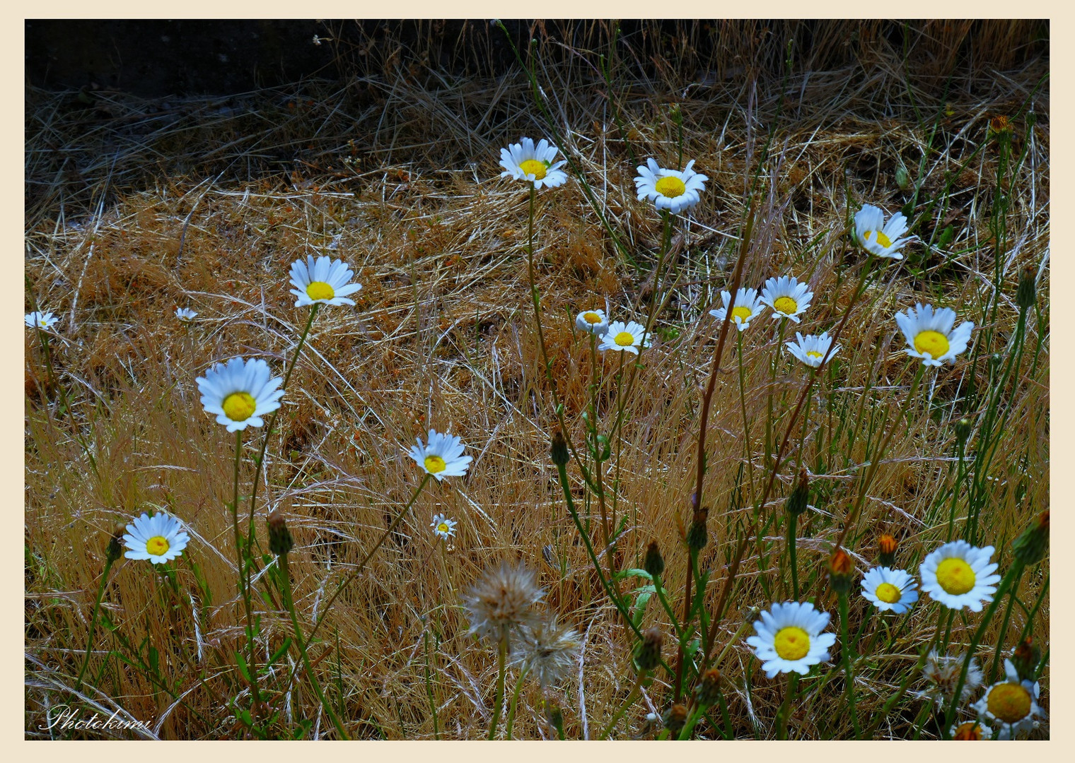 Weiße Wucherblumen (Margarite)