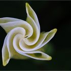 weisse Zaunwinde mit fast geschlossener Blüte