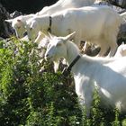 Weisse Ziegen im Toggenburg