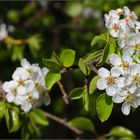 ~ WEISSEBLÜTEN ~