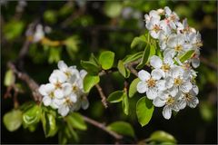 ~ WEISSEBLÜTEN ~