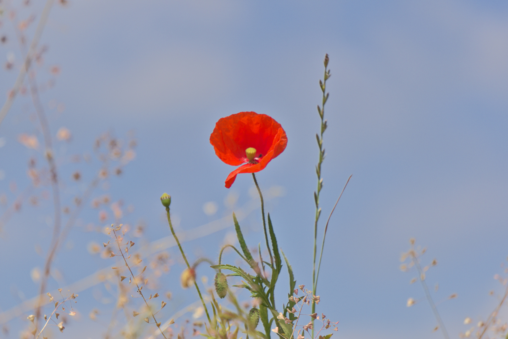 Weißenburg 34 - rote Blume