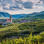 Weißenkirchen und die Riesling Rebe