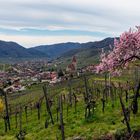 Weißenkirchen - Wachau