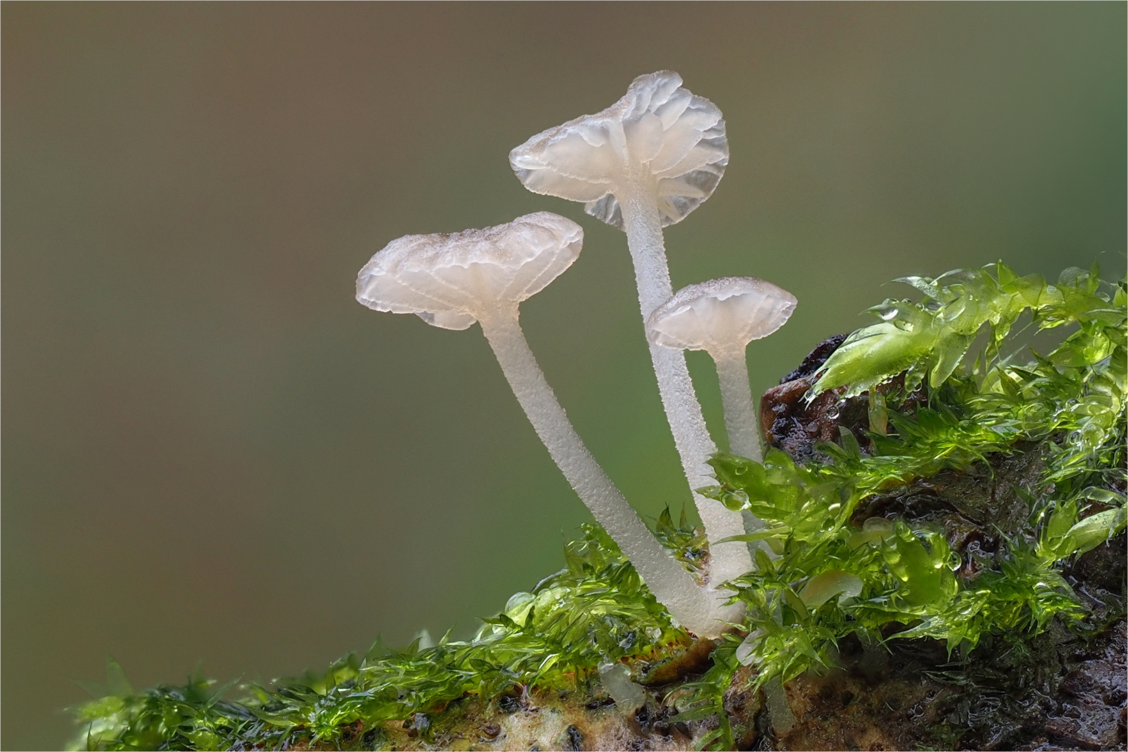 Weißer Adernabeling (Delicatula integrella)