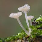 Weißer Adernabeling (Delicatula integrella)