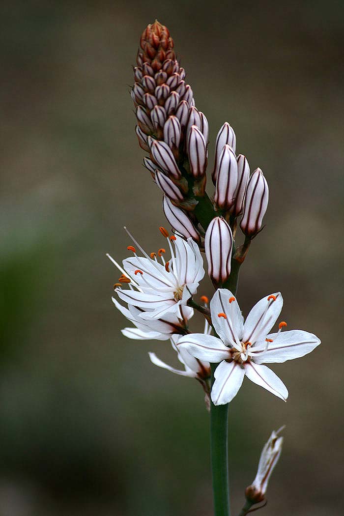 Weißer Affodill Foto & Bild | pflanzen, pilze & flechten, blüten
