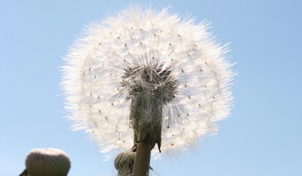 Weißer Afro