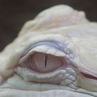 Weißer Albino Alligator