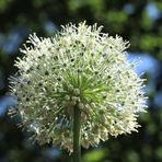 weißer Allium