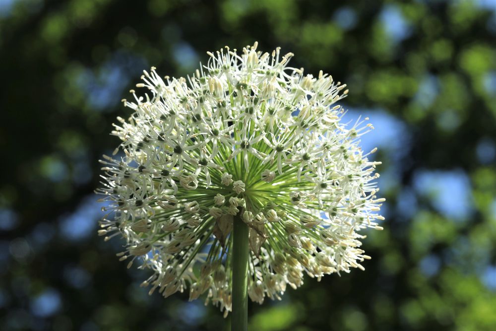 weißer Allium