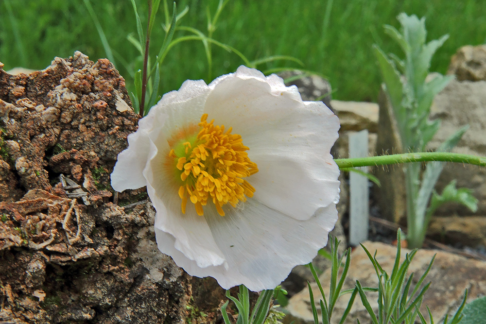 Weißer Alpenmohn