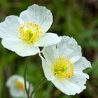 weißer Alpenmohn