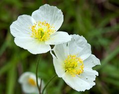 weißer Alpenmohn