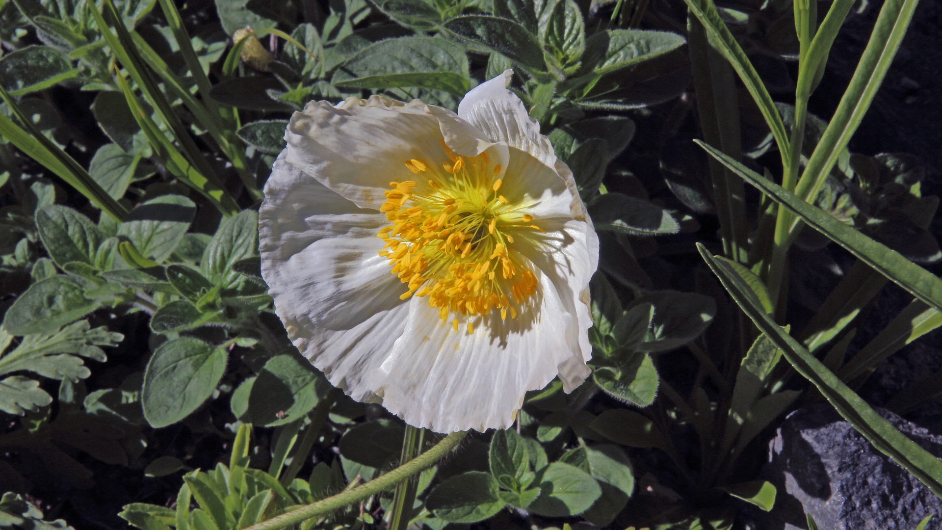 Weißer Alpenmohn - Papaver alpina ssp.sendtneri