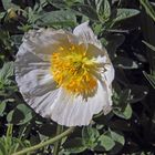 Weißer Alpenmohn - Papaver alpina ssp.sendtneri