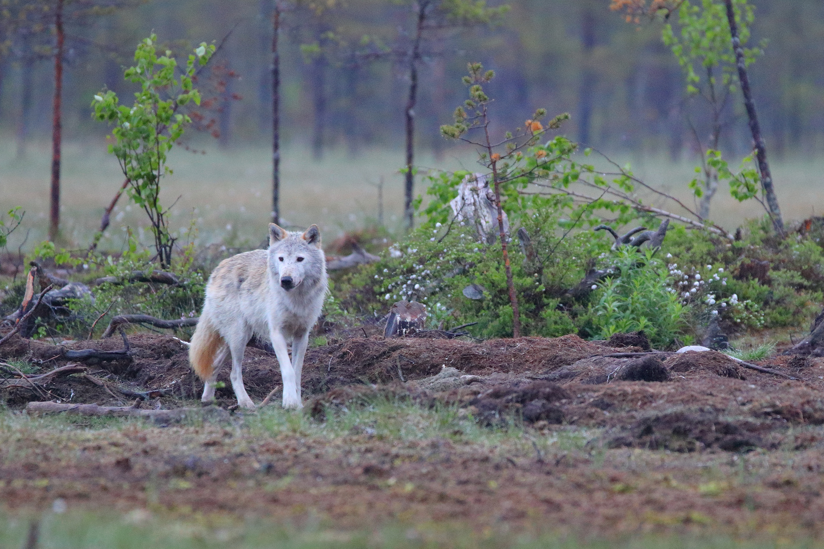 Weißer Alphawolf in Ost-Finnland