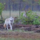 Weißer Alphawolf in Ost-Finnland